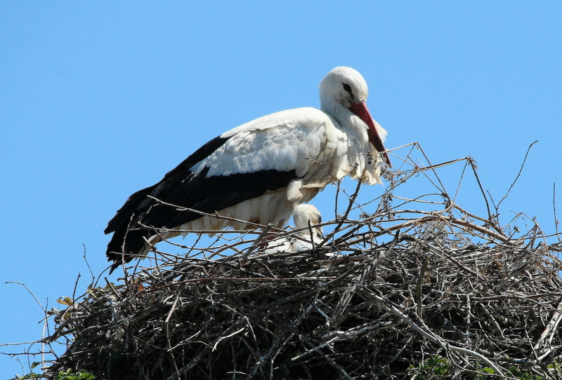 animal wildlife, freshwater bird, outdoors, White Stork, storchennest, sky, day, large beak, perching, no people, animal Nest, clear sky, vertebrate, wildlife