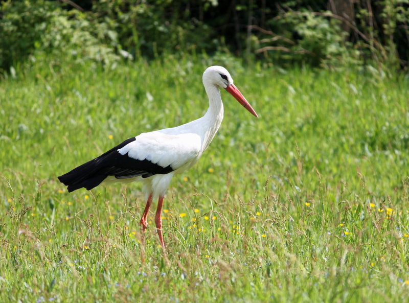 selective focus, stork, land, White Stork, animal themes, one animal, day, outdoors, 2K, Meadow, grass, animals in the wild, vertebrate, animal, ciconia ciconia