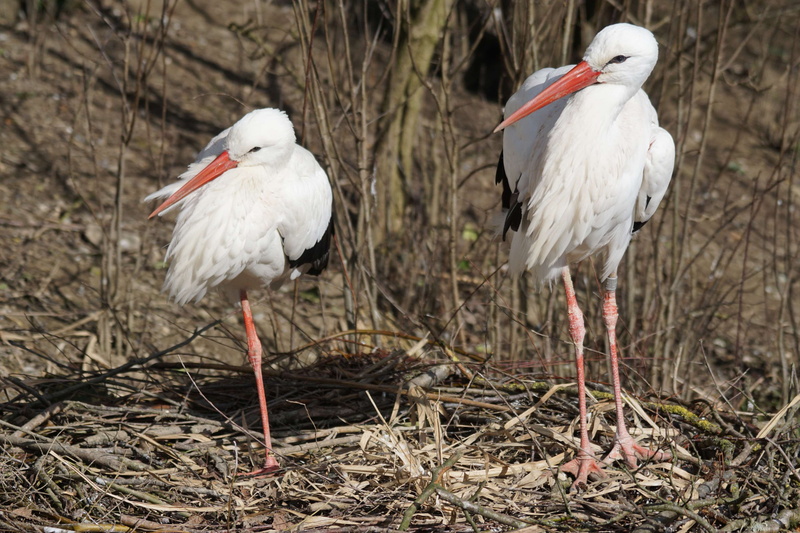 storks, land, white color, beak, freshwater bird, 4K, birds, rattle stork, no people, adebar, dom, outdoors, ciconia ciconia, focus on foreground, plant
