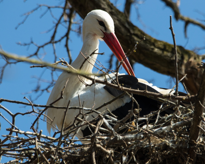 stick - plant part, adebar, day, animal themes, sky, storchennest, outdoors, sunlight, focus on foreground, branch, rattle stork, bare tree, White Stork