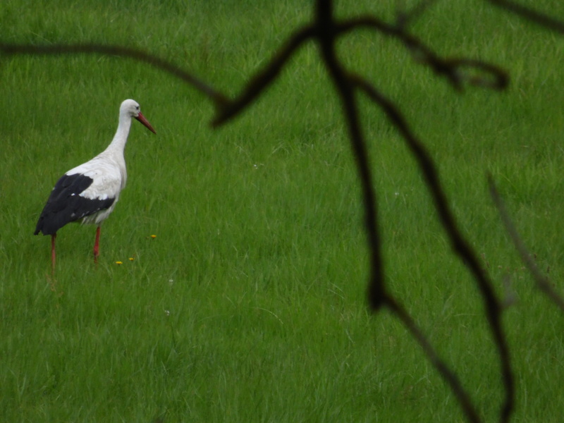 animals in the wild, adebar, animal, growth, green color, Rattle, elbtalaue, Nature, vertebrate, one animal, rattle stork, shadow, animal wildlife, Stork