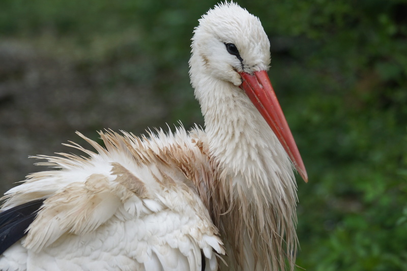 stork, animal body part, 5K, white stork, beak, zoology, wildlife photography, animal themes, animal, rattle stork, signs of spring, spring, close-up