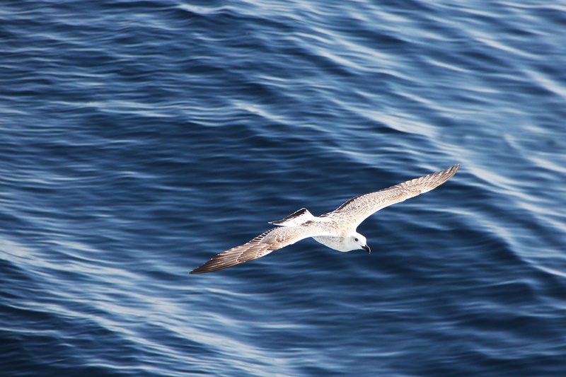 animal, animal Wing, bird, fly, wing beat, flight, flying, blue, animal themes, animals in the wild, animal wildlife, sea, one animal, marine, 2K, water bird