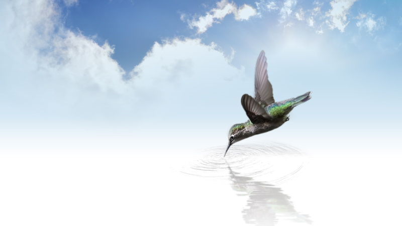 small, spread wings, animals in the wild, animal themes, outdoors, wing, clouds, animal, green, daytime, reflection, sky, panoramic, vertebrate, water