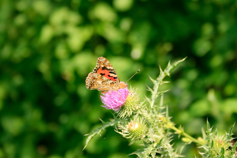 wings, bee, summer, flap, garden, fragility, insect, over, flower, outdoors, antenna, flowering plant, fly, red, 4K, small, butterfly, one animal, ornamental