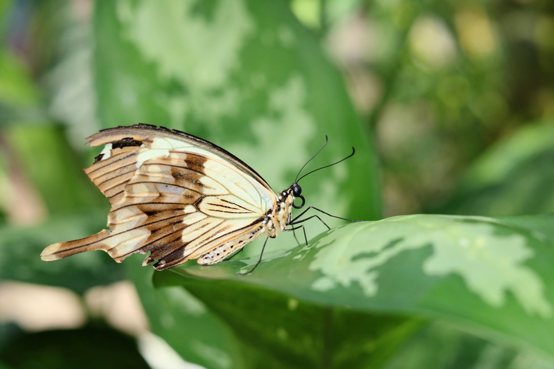 leaf, macro, outdoors, animal wildlife, butterfly, perching, 4K, no people, plant, wing beat, animals in the wild, wing, buddleja davidii, butterfly - insect