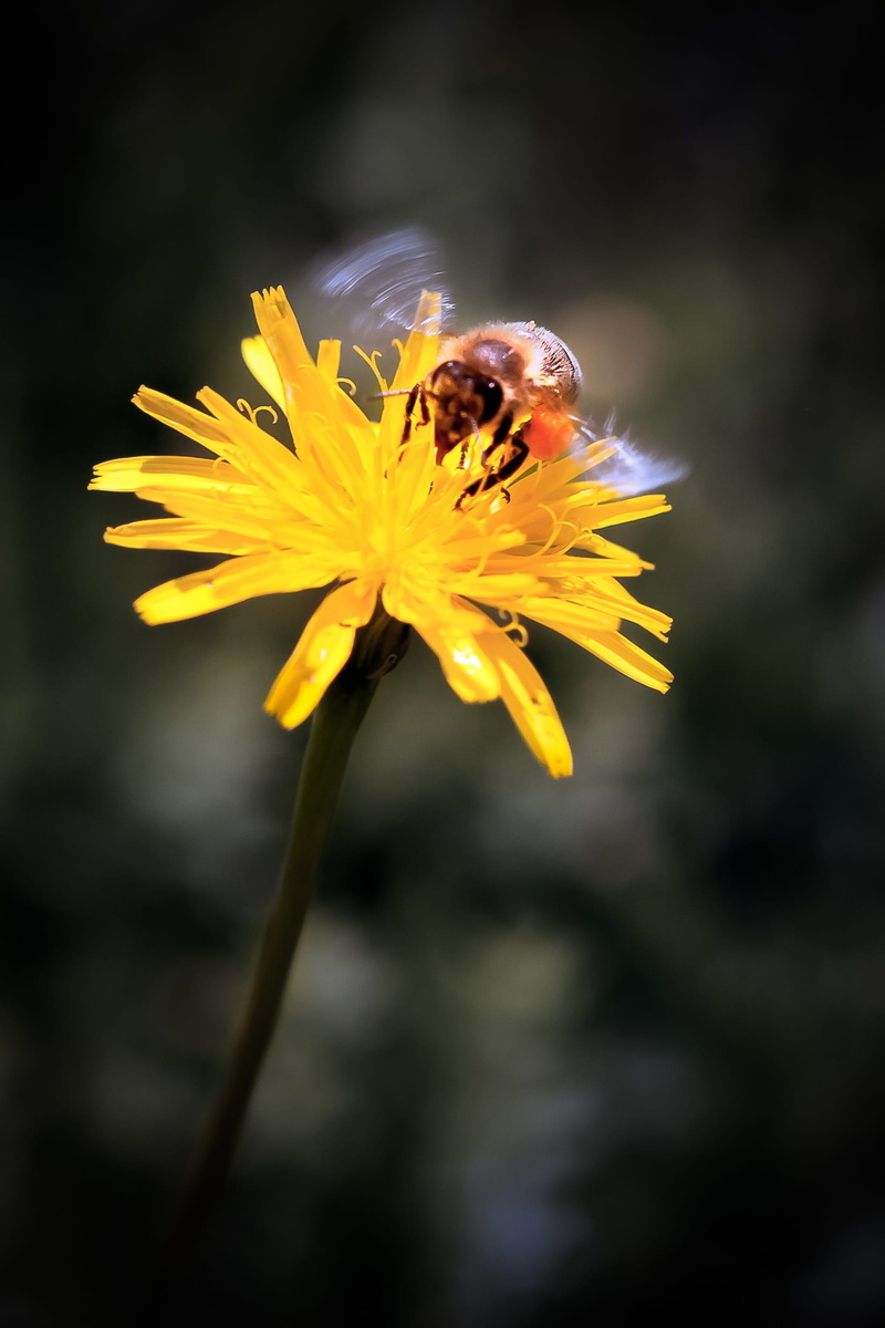 garden, bee, growth, insect, beauty in nature, freshness, animal, honey bee, flower, animals in the wild, flowering plant, sprinkle, close, petals, no people