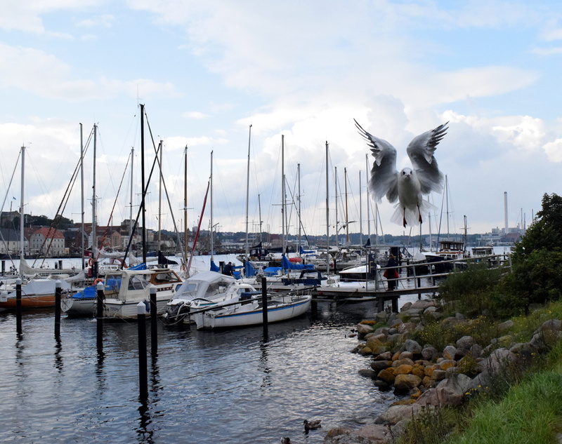 moored, port, one animal, flight, animal, sailing boats, harbor, cloud - sky, day, no people, 4K, transportation, feather, seagull, building exterior