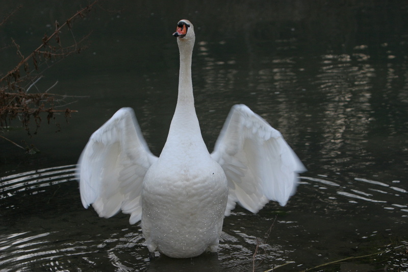 mute swan, zoology, animal themes, day, bird, no people, flapping, animal neck, animals in the wild, 2K, white color, lake, vertebrate, swan, animal, nature