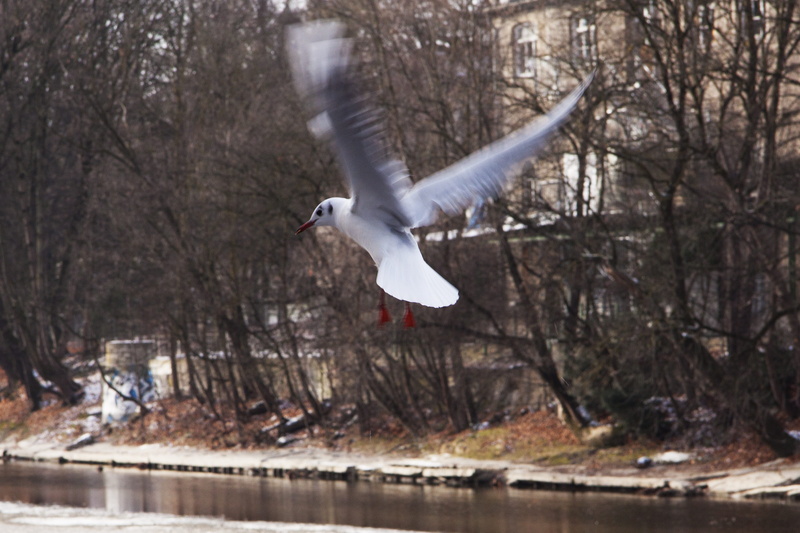 bare tree, seagull, spread wings, flight, vertebrate, river, animals in the wild, one animal, animal wildlife, wing beat, mid-air, tree, day, animal themes