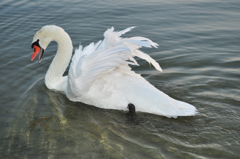 one animal, day, waters, animals in the wild, zoology, animal themes, flapping, swan, vertebrate, 2K, waterfront, swimming, beak, nature, animal neck
