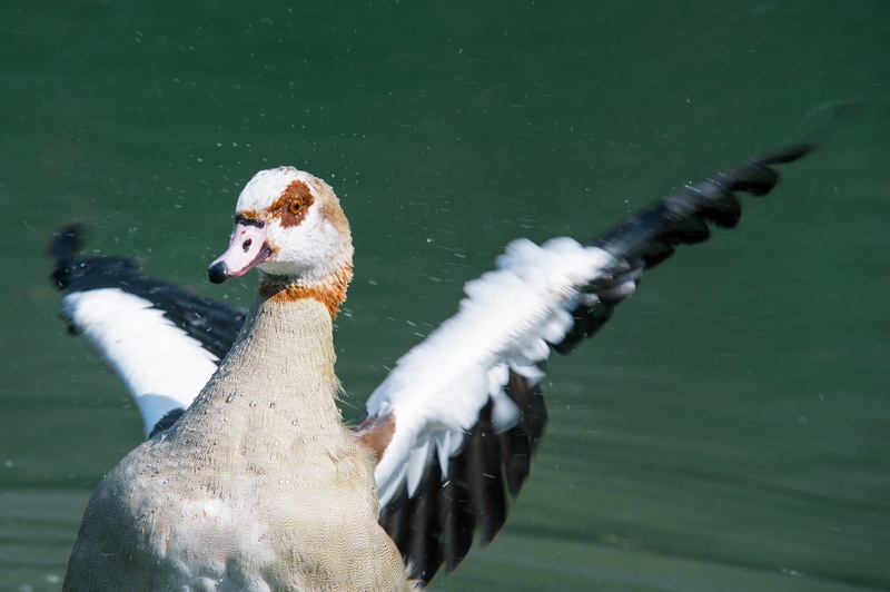 2K, spread wings, nature, animals in the wild, duck, one animal, flapping, lake, animal wildlife, vertebrate, no people, wing-beat, animal, day, water