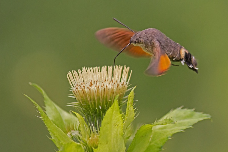 1080P, animal wildlife, flower, owls, colored background, day, outdoors, invertebrate, no people, insect, butterfly - Insect, animals in the wild, close