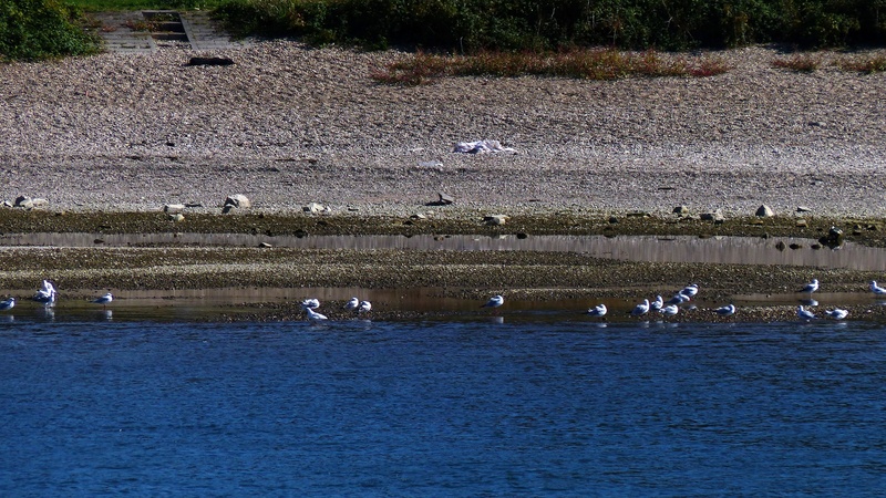 ship, lake, large group of animals, sailor, boats, elbe, beauty in nature, vertebrate, mary, wing beat, 4K, bird, port, day, duck, animal wildlife, fun