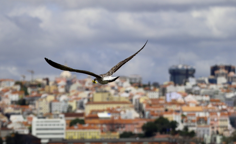 building, sky, seevogel, city, wing, architecture, 5K, animal themes, water bird, no people, animal, animal wildlife, cloud - sky, building exterior, seagull