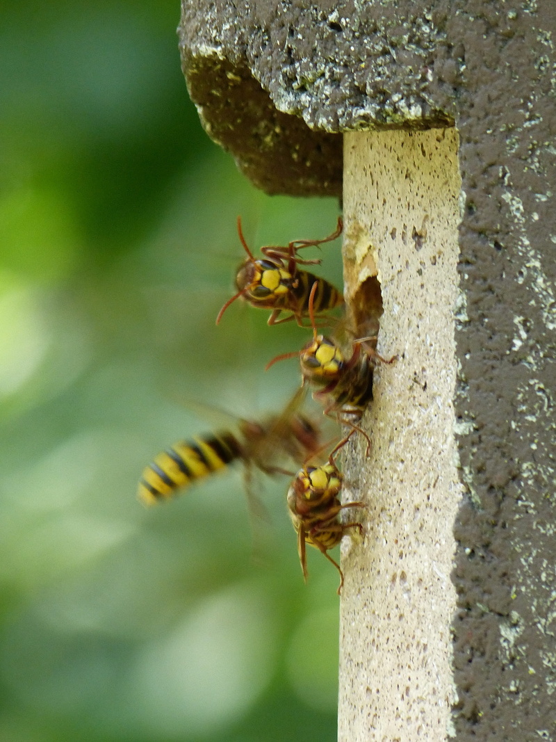 nest, invertebrate, movement, nesting box, the hive, entry hole, flying, no people, incubator, group of animals, close-up, Insect, wasp, crawl, fly in