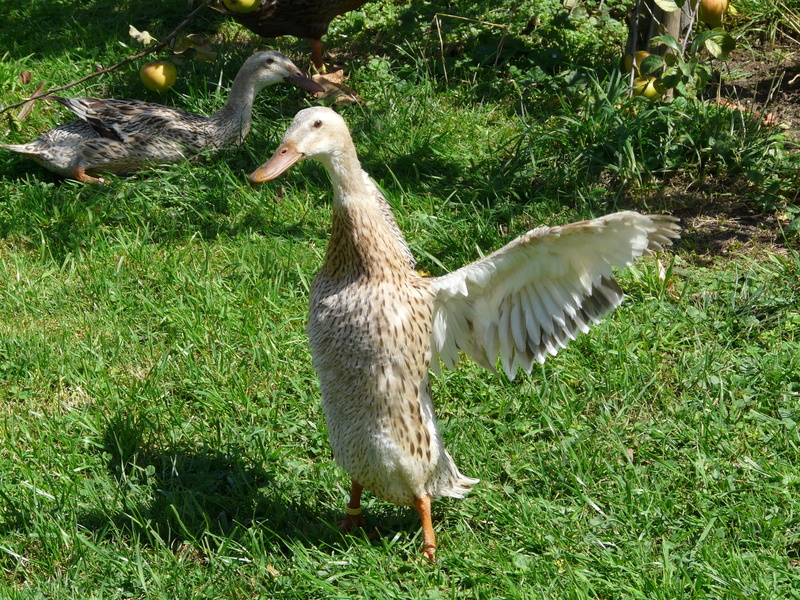 duck race, vertebrate, indian laufente, livestock, attention, wing beat, mallard, animal wildlife, one animal, long, animal neck, wing, field, outdoors