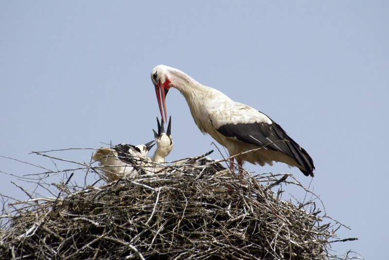 two, stork, animal themes, nest, food, group of animals, animals And Pets, birds Nest, family, day, 4K, clear sky, chicks, animal wildlife, nature, no people