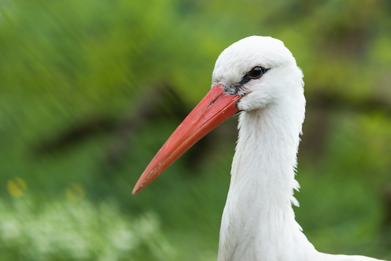 day, no people, natureshots, wildlife, ciconia ciconia, bird, animals, aves, animal wildlife, outdoors, white stork, zoology, animals in the wild, white color