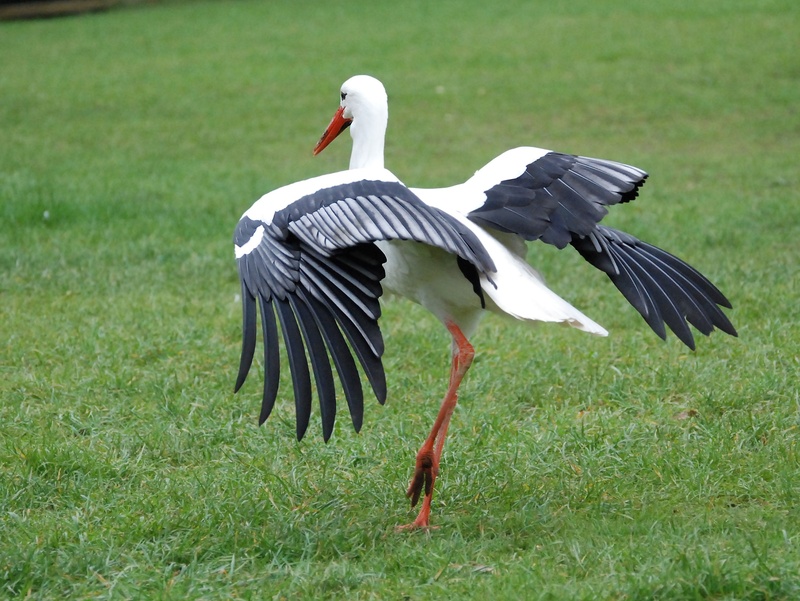 field, white, spreading, animal wildlife, green color, day, animals in the wild, 1080P, flying, one animal, no people, bill, animal neck, outdoors, spread wings