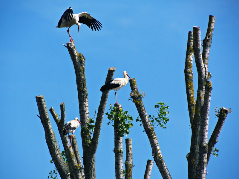 outdoors, animal wildlife, bird, blue, day, no people, succulent plant, tree, stork, flying, 4K, storks, animals in the wild, spring, animal themes, nature