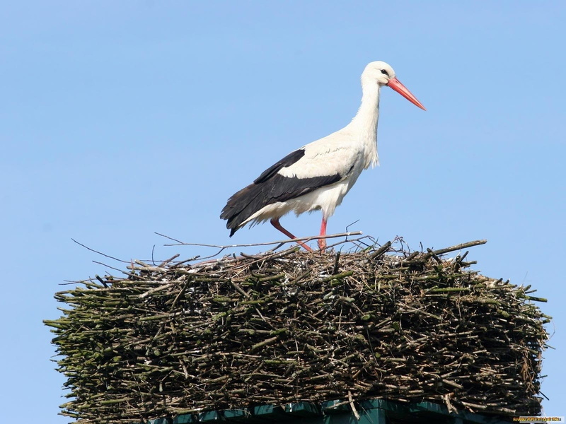 White stork, 720P, Birds