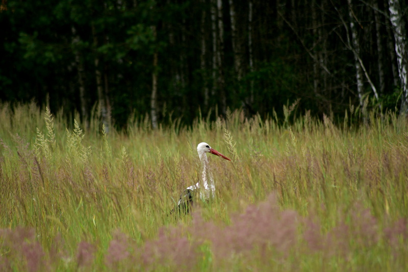 beauty in nature, spring, white, water, grass, animal wildlife, bird, animals in the wild, 5K, animal, one animal, nature, forest, meadow, land, poland
