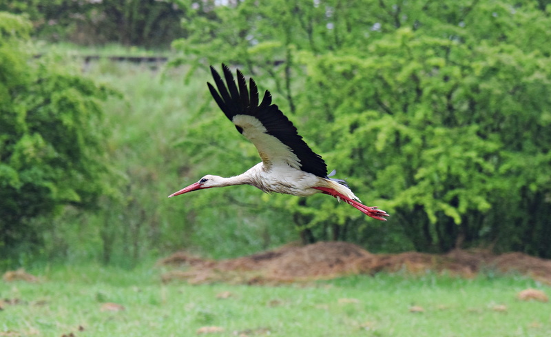 profile view, wildlife, animal themes, pen, tree, outdoors, motion, stork, side view, animal, land, flying, green color, white Stork, vertebrate, wings