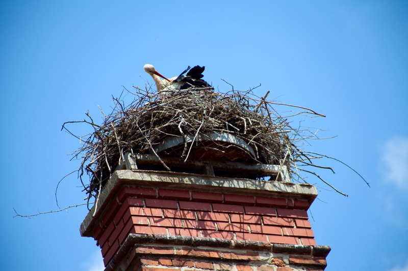 stork, nest, animals in the wild, animal, blue, bird, no people, sky, animal wildlife, vertebrate, birds Nest, bird nest, animal themes, built structure