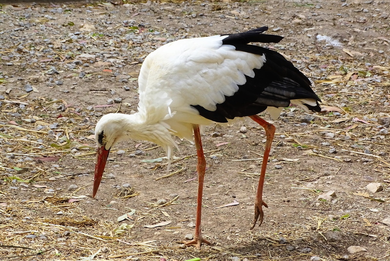 nature, vertebrate, 1080P, full length, land, standing, animals in the wild, walk, day, white color, side view, outdoors, stork, animal wildlife, no people