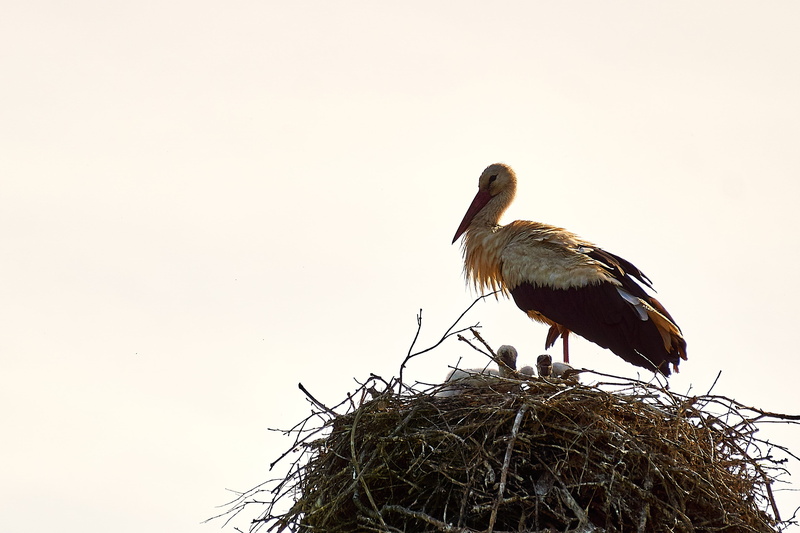 animal portrait, sky, animal, animal Nest, animal wildlife, nature, wildlife, white Stork, vertebrate, animals in the wild, nest, animal themes, birds