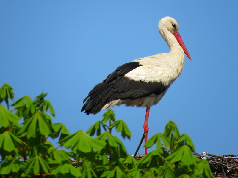 perching, low angle view, poland, animal themes, beak, one animal, day, nature, animal wildlife, animal, animals in the wild, white Stork, no people, copy space