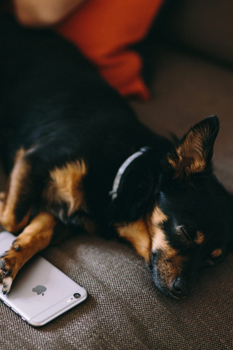 vertebrate, close-up, sleep, sofa, canine, indoors, cute, technology, mammal, dog, pet, domestic Animals, cute puppy, iPhone 6, resting, mobile, animal