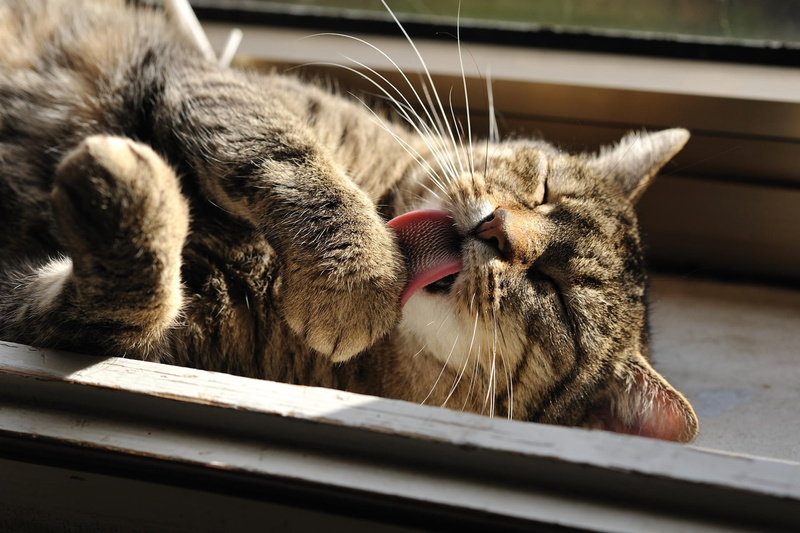 1080P, washes, cat, Giovanni Zacche, photographer