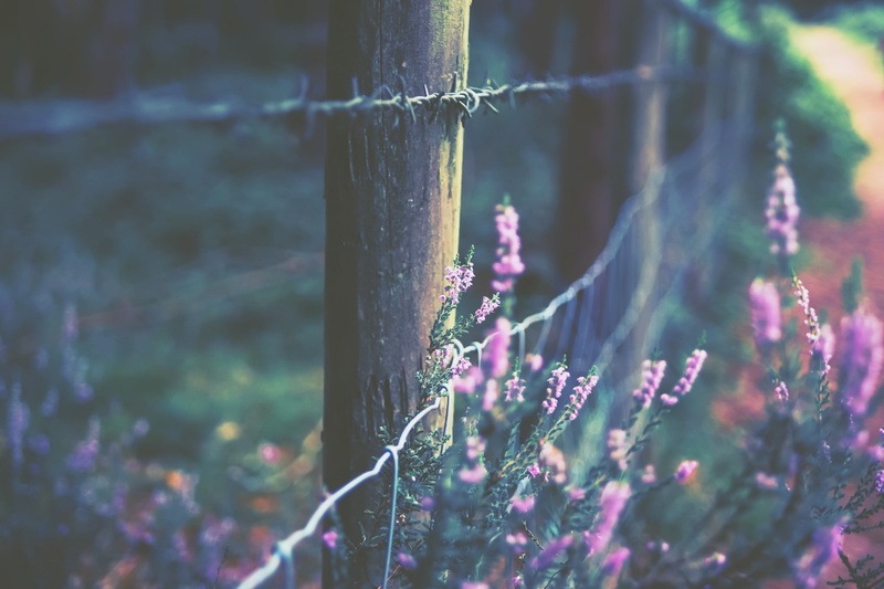 px, people, hot, 1080P, x, fence, 2048x1365 px, Flowers, girls, art, hd, plants
