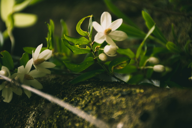 Luzuriaga radicans, x, art, people, luzuriaga, flowers, radicans, white flowers, 2048x1365 px, hd, 1080P, px, hair, white, pink, macro