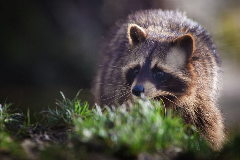 hair, religious, architecture, 1080P, outdoors, animal wildlife, plant, Raccoons, portrait, 2048x1365 px, animals in the wild, px, animal hair, no people
