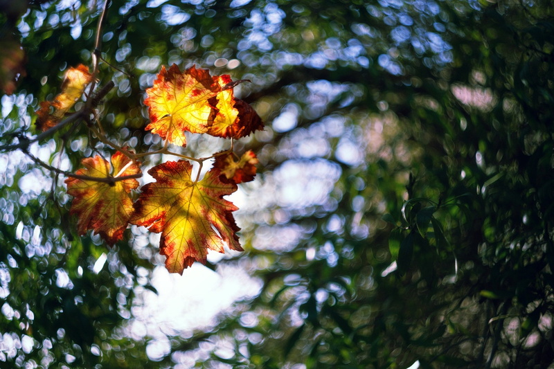 Zachar Rise, hd, plants, art, nature, 2048x1365 px, rise, 500px, evangelion, 1080P, x, leaves, anime, zachar, px