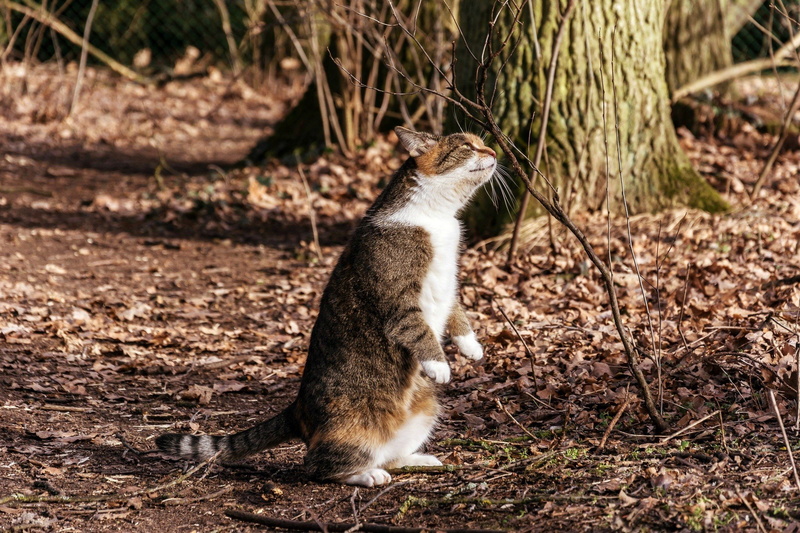 looking, no people, domestic, pets, animals in the wild, animal wildlife, domestic animals, animal themes, mammal, hd, nature, feline, day, 1080P, 2048x1365 px