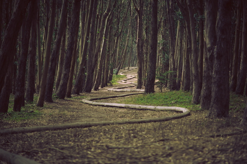 tranquil scene, angel, francisco, hd, forest, grass, wood, x, Trees, landscape, USA, land, px, direction, no people, trunk, beauty in nature, tranquility