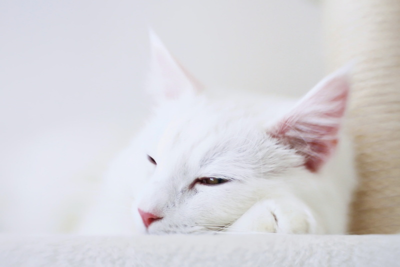white, outer, 2048x1365 px, hd, animals, art, space, 1080P, px, cat, x
