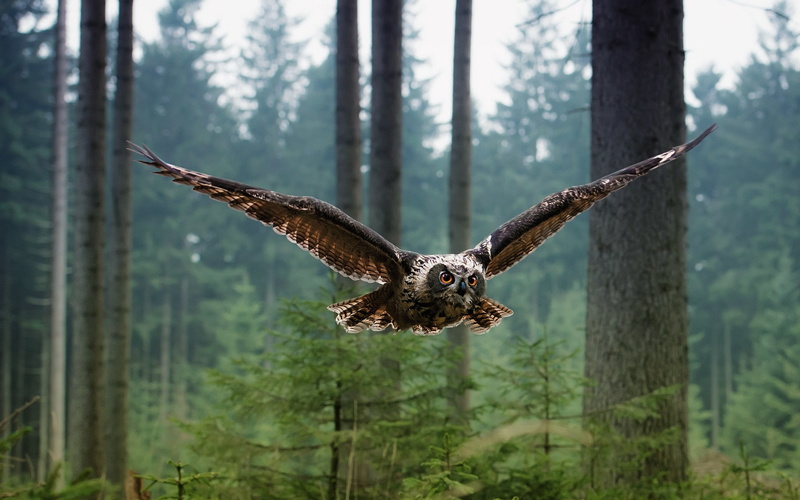 Birds, 1080P, Owl, Forest, Flying