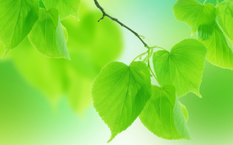 Summer, Background, 2K, Green, close, Leaves, Blurred