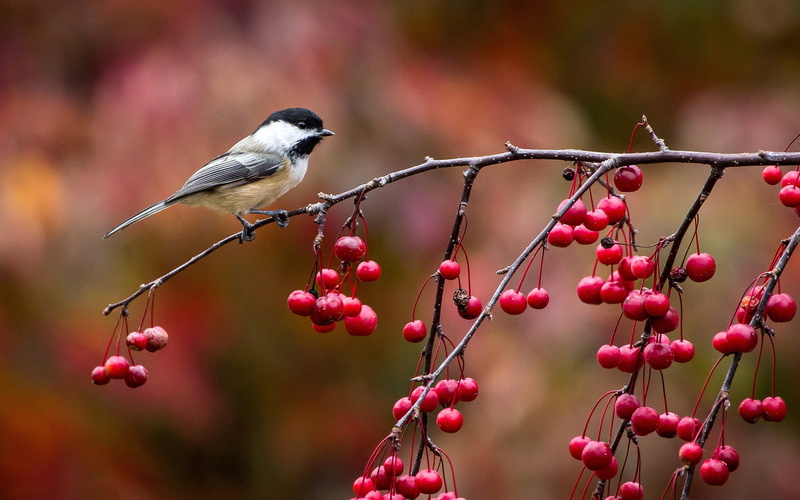 Berries, Chickadee, Autumn, Twig, 1080P, close, Birds
