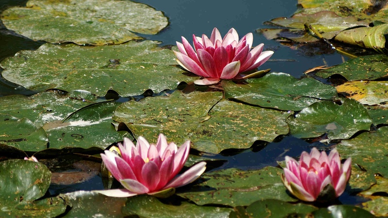 no people, pollen, flower head, plant, inflorescence, freshness, floating, lotus water lily, purple, 1080P, flowers, giverny, petal, fragility, pond, pink color
