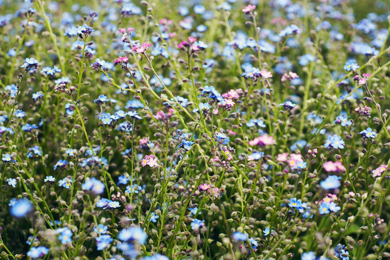 freshness, plant, land, blue, day, fragility, pink flowers, beauty in nature, flowering plant, no people, 5K, flower, flowers, field, france, full frame