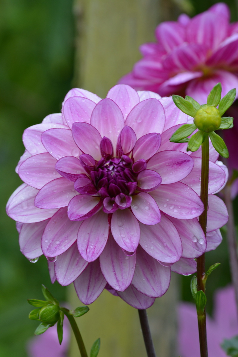 garden, beauty in nature, france, pink color, flowers, dahlia, no people, giverny, flower head, flower, inflorescence, day, petal, monet, nature, plant