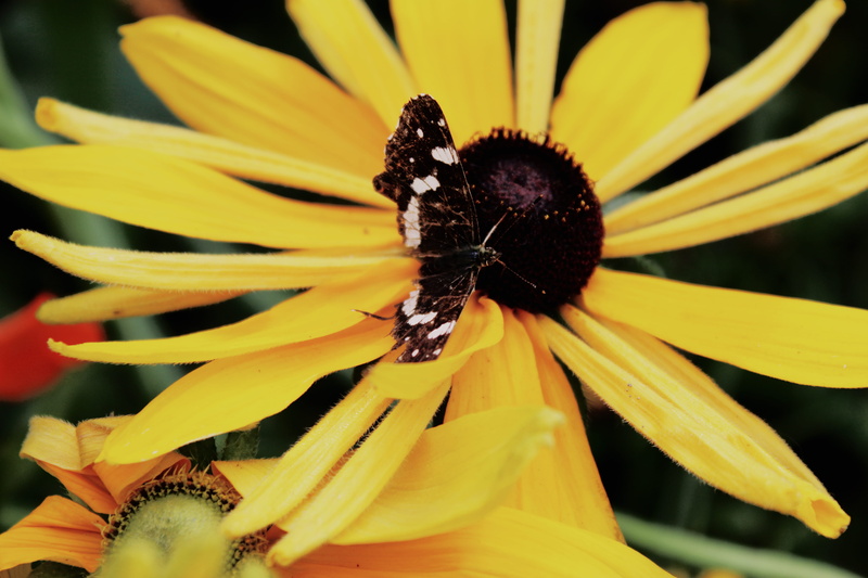 freshness, invertebrate, france, flower head, animal themes, animals in the wild, pollination, nature, yellow, beauty in nature, close-up, no people, plant
