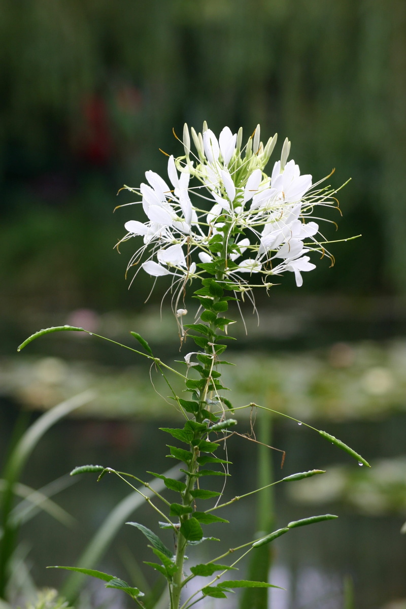 sepal, Flowers, beauty in nature, freshness, Nature, fragility, flower, flower head, growth, Giverny, land, green color, plant, inflorescence, springtime