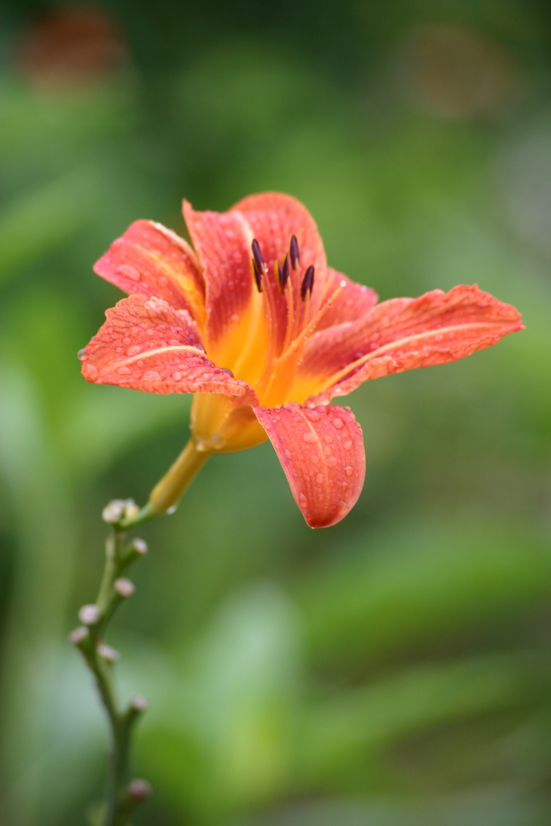 giverny, outdoors, lys, macro, flower head, focus on foreground, beauty in nature, day, growth, flowering plant, orange color, 2K, freshness, flower, plant